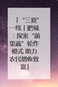 “三夏”一线丨肥城：探索“菌果蔬”轮作模式 助力农民增收致富