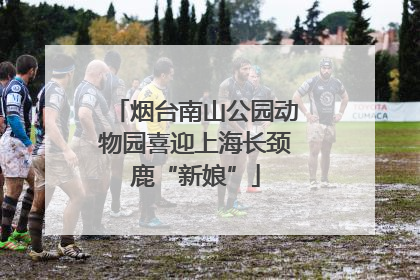 烟台南山公园动物园喜迎上海长颈鹿“新娘”