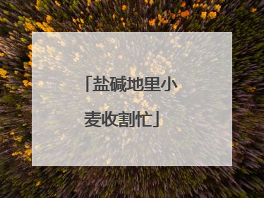 盐碱地里小麦收割忙