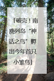 破壳！南麂列岛“神话之鸟”孵出今年首只小雏鸟