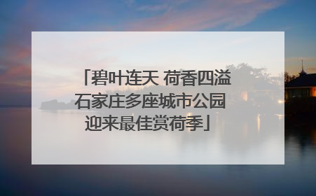 碧叶连天 荷香四溢 石家庄多座城市公园迎来最佳赏荷季