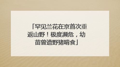 罕见兰花在京首次重返山野！极度濒危，幼苗曾遭野猪啃食