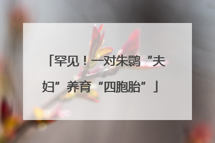 罕见！一对朱鹮“夫妇”养育“四胞胎”