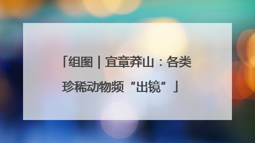 组图｜宜章莽山：各类珍稀动物频“出镜”