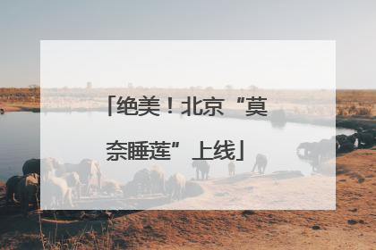 绝美！北京“莫奈睡莲”上线
