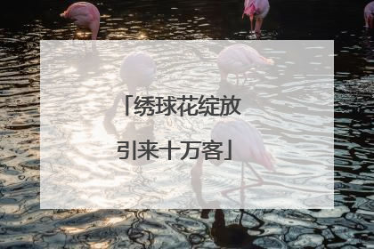 绣球花绽放 引来十万客