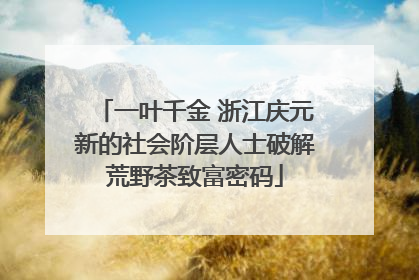 一叶千金 浙江庆元新的社会阶层人士破解荒野茶致富密码