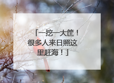 一挖一大筐！很多人来日照这里赶海！