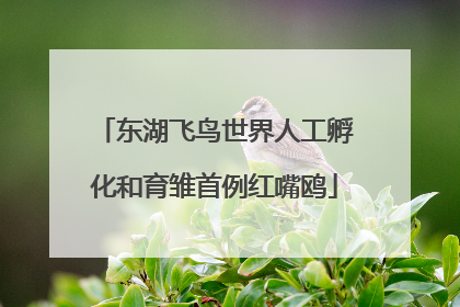 东湖飞鸟世界人工孵化和育雏首例红嘴鸥