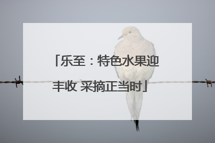 乐至：特色水果迎丰收 采摘正当时