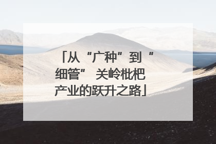 从“广种”到“细管” 关岭枇杷产业的跃升之路