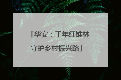 华安：千年红锥林守护乡村振兴路