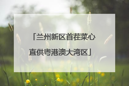 兰州新区首茬菜心直供粤港澳大湾区