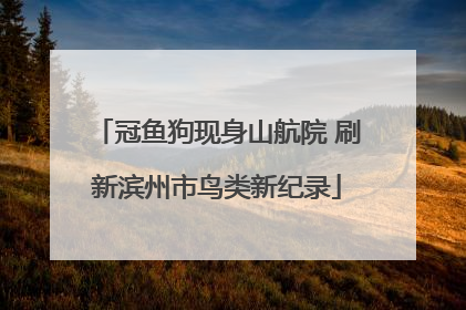 冠鱼狗现身山航院 刷新滨州市鸟类新纪录