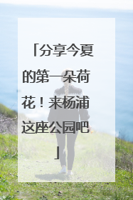 分享今夏的第一朵荷花！来杨浦这座公园吧