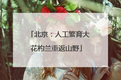 北京：人工繁育大花杓兰重返山野