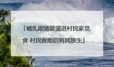 哺乳期猪獾溜进村民家觅食 村民救助后将其放生