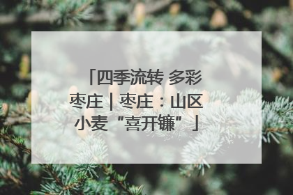 四季流转 多彩枣庄｜枣庄：山区小麦“喜开镰”