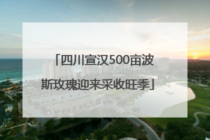 四川宣汉500亩波斯玫瑰迎来采收旺季