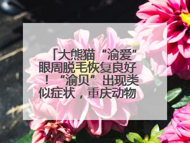 大熊猫“渝爱”眼周脱毛恢复良好！“渝贝”出现类似症状，重庆动物园回应
