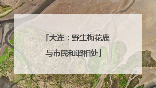 大连：野生梅花鹿与市民和谐相处
