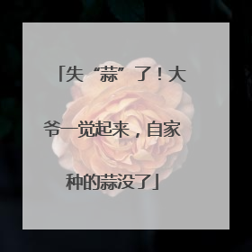 失“蒜”了！大爷一觉起来，自家种的蒜没了