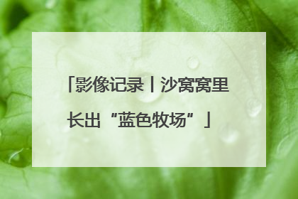 影像记录丨沙窝窝里长出“蓝色牧场”
