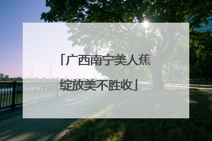 广西南宁美人蕉绽放美不胜收