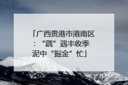 广西贵港市港南区：“藕”遇丰收季 泥中“掘金”忙