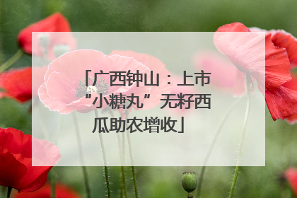 广西钟山：上市“小糖丸”无籽西瓜助农增收