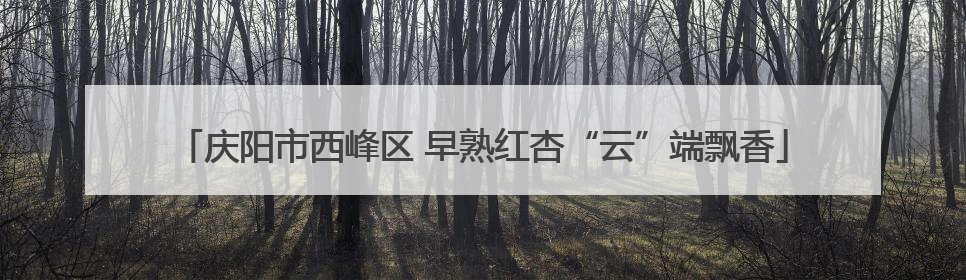 庆阳市西峰区 早熟红杏“云”端飘香