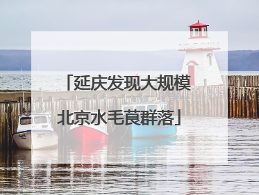 延庆发现大规模北京水毛茛群落