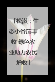 松滋：生态小番茄丰收 绿色农业助力农民增收
