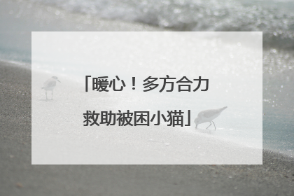 暖心！多方合力救助被困小猫