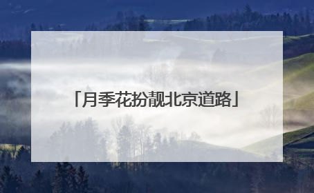 月季花扮靓北京道路