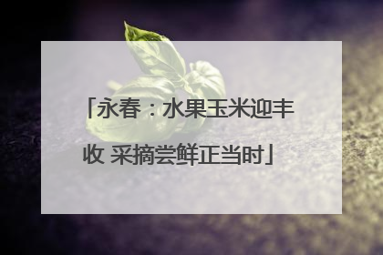 永春：水果玉米迎丰收 采摘尝鲜正当时