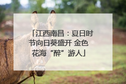 江西南昌：夏日时节向日葵盛开 金色花海“醉”游人