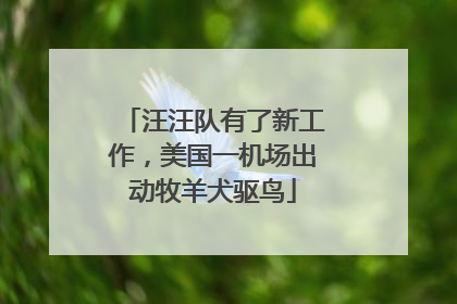 汪汪队有了新工作，美国一机场出动牧羊犬驱鸟