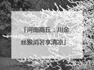 河南商丘：川金丝猴消暑享清凉