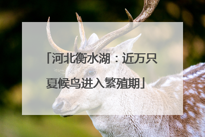 河北衡水湖：近万只夏候鸟进入繁殖期