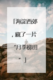 海淀西郊，藏了一片“月季梯田”