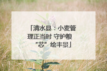 清水县：小麦管理正当时 守护粮“芯”绘丰景