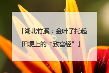 湖北竹溪：金叶子托起田埂上的“致富经”