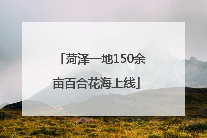 菏泽一地150余亩百合花海上线