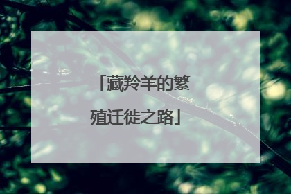 藏羚羊的繁殖迁徙之路