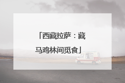 西藏拉萨：藏马鸡林间觅食
