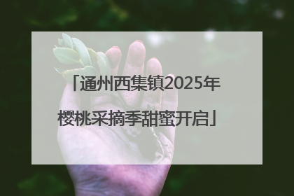 通州西集镇2025年樱桃采摘季甜蜜开启