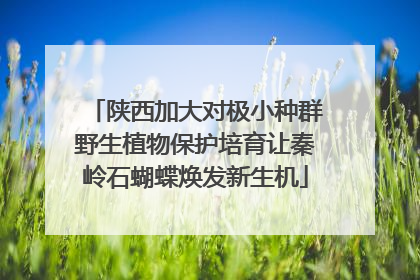 陕西加大对极小种群野生植物保护培育让秦岭石蝴蝶焕发新生机