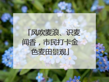 风吹麦浪、识麦闻香，市民打卡金色麦田景观