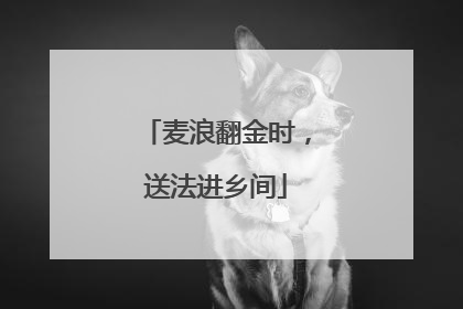 麦浪翻金时，送法进乡间